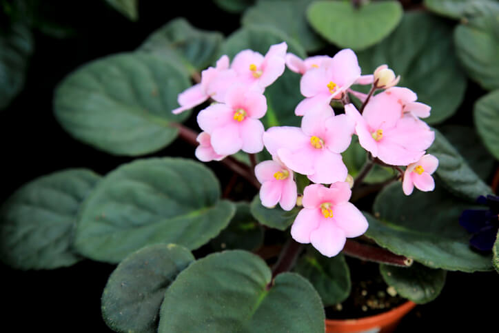 Giftigkeit des Usambaraveilchens