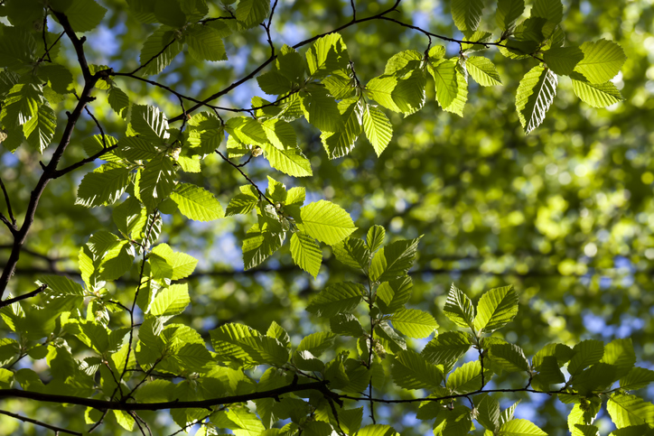 Giftigkeit von Hainbuchen