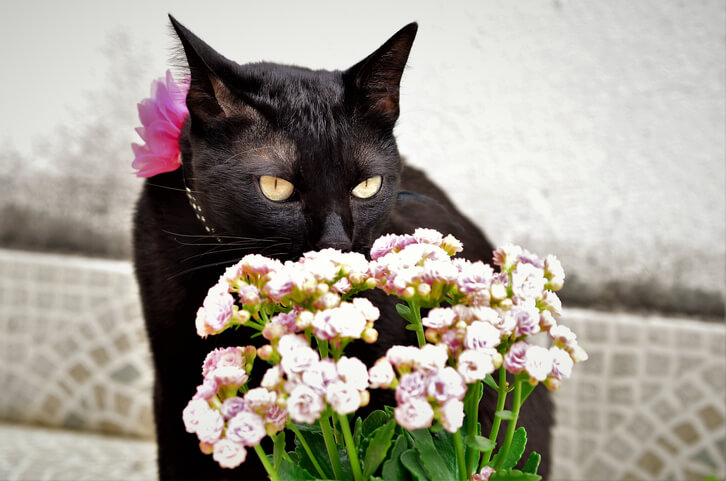 Giftigkeit von Kalanchoen für Tiere