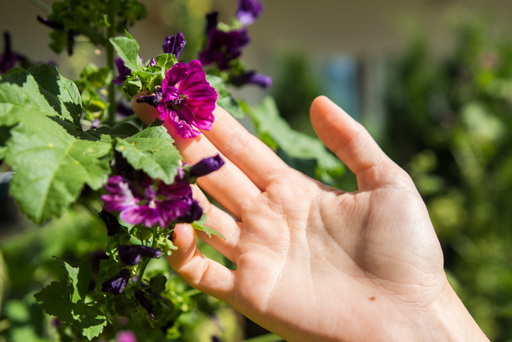 Giftigkeit von Malven