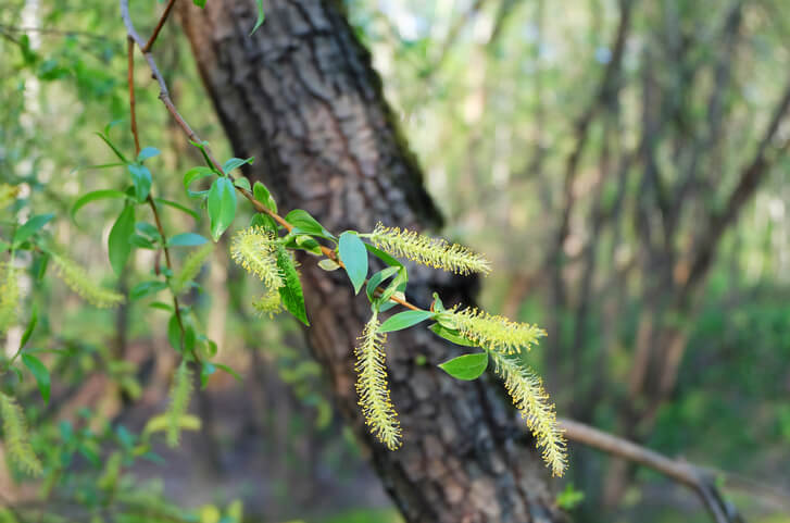 Giftigkeit von Weiden