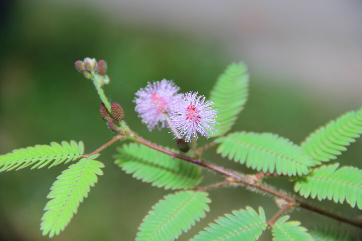 Giftstoffe der Mimose
