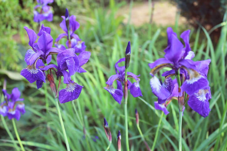 Giftstoffe der Schwertlilien