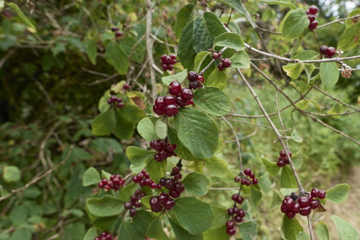 Giftwirkung der Roten Heckenkirsche auf den Menschen