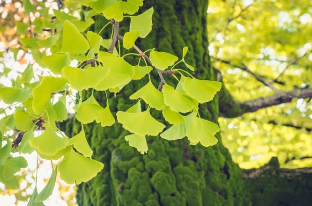 Ginkgo - Standort, Vorbereitung und Pflanzung