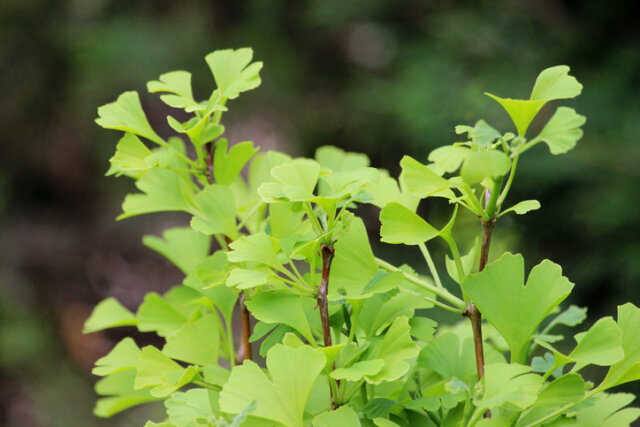 Ginkgo - so gelingt die Vermehrung über Stecklinge!