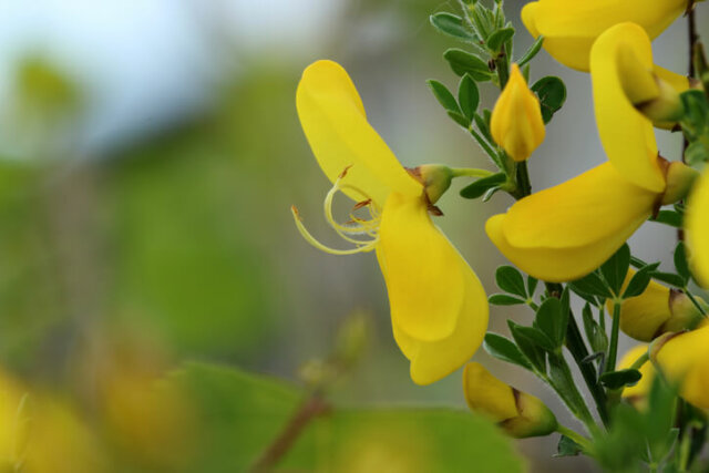 Ginster Blütezeit - wichtige Pflegetipps