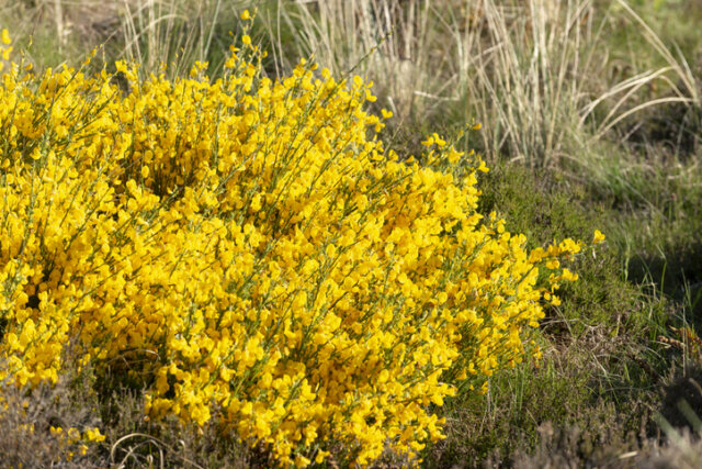 Ginster überwintern - ist er winterhart