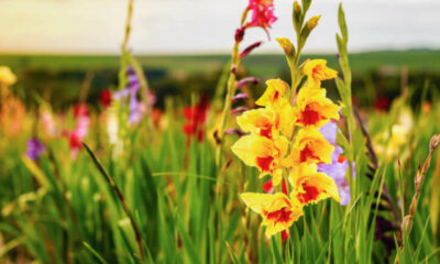 Gladiolen - welche Bedeutung hat die Blume