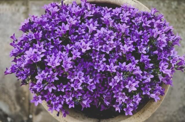 Glockenblume im Topf überwintern