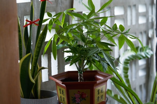 Glückskastanie (Pachira aquatica) als Bonsai - so funktioniert es!