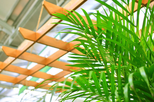 Goldfruchtpalme - der ideale Standort