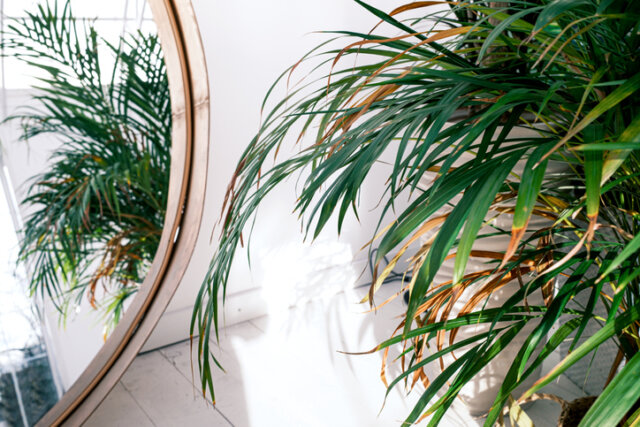 Goldfruchtpalme - was steckt hinter braunen Blattspitzen