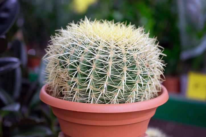 Goldkugelkaktus - Echinocactus grusonii