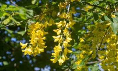 Goldregen Blüte - Informationen zur Blütezeit