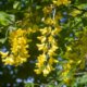 Goldregen Blüte - Informationen zur Blütezeit