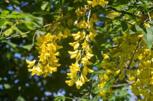 Goldregen Blüte - Informationen zur Blütezeit