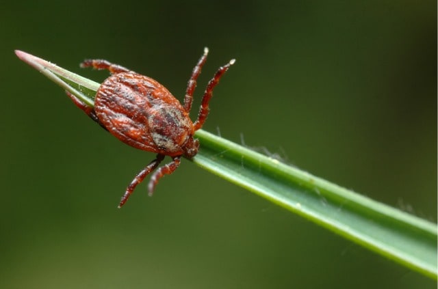 Grasmilben - Bekämpfung der Insekten mit Hausmitteln