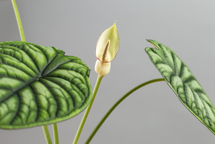 Gründe für das Entfernen der Alocasia Blüte