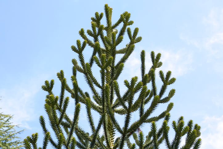 Gründe für den Beschnitt eines Affenbaumes