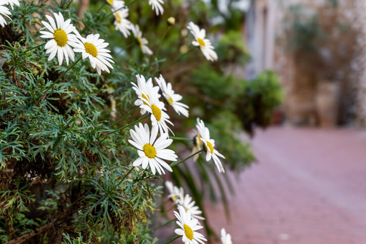 Gründe für die Verfärbung der Blätter