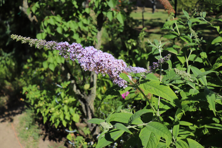 Gründe für einen kahlen Sommerflieder