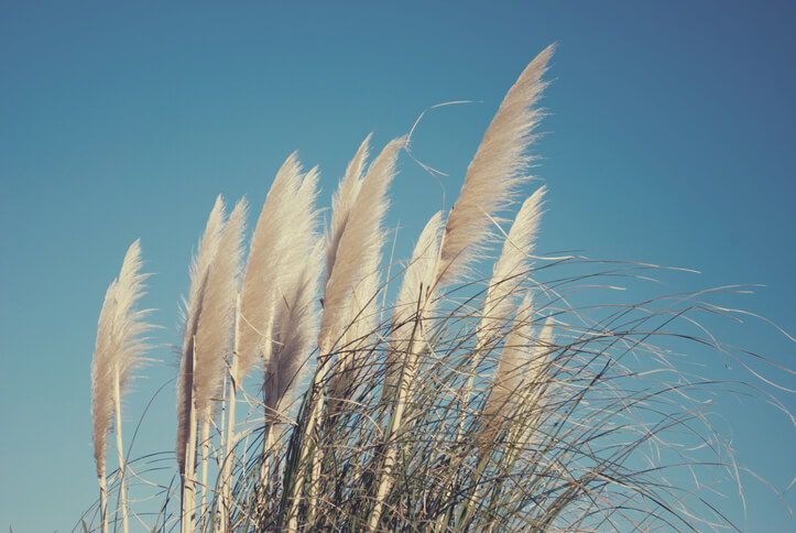 Gründe für vertrocknetes Pampasgras