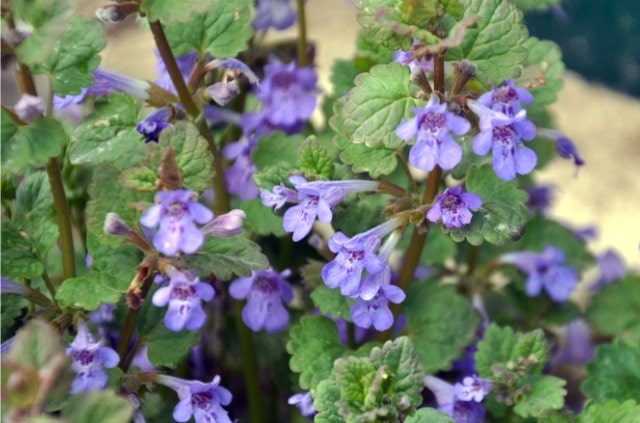 Gundermann - wie Sie Verwechslungen vermeiden!