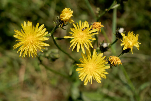 Habichtskraut - giftig oder essbar