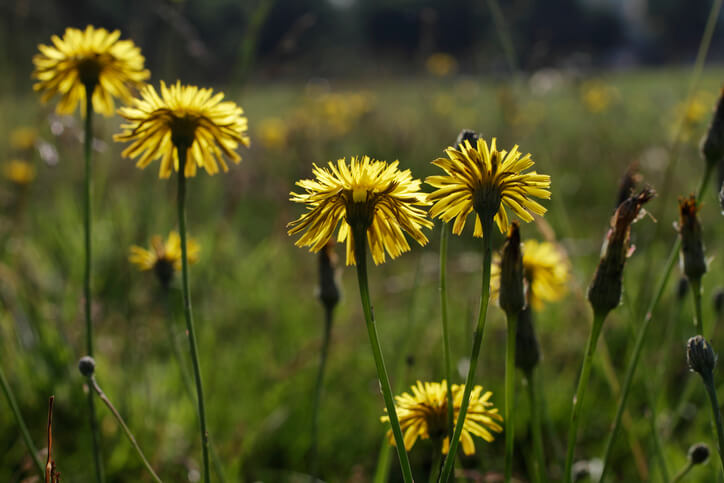 Habichtskraut – eine Pflanze mit Heilwirkung