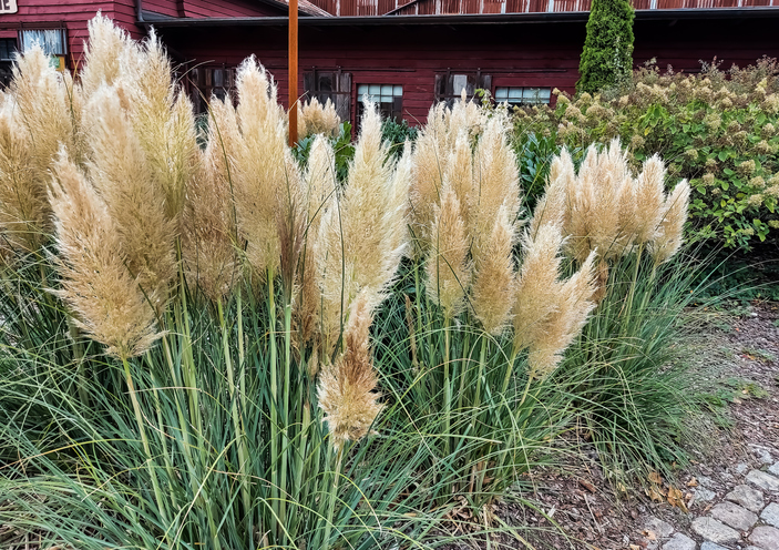 Häufigkeit der Bewässerung