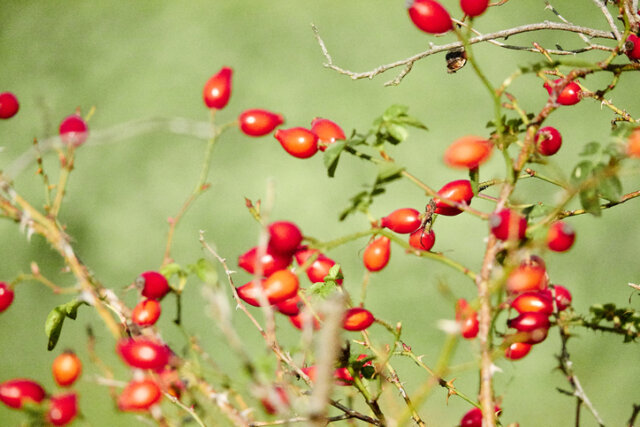 Hagebutten - giftig oder essbar