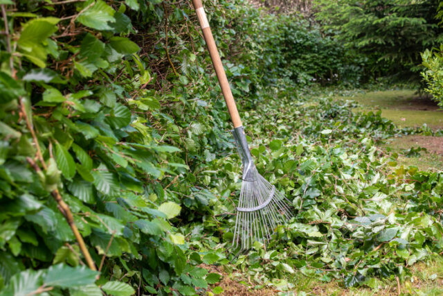 Hainbuchenhecke schneiden - der richtige Zeitpunkt