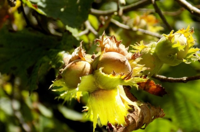 Haselnuss-Anbau - wichtige Faktoren