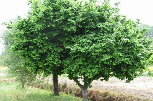 Haselnuss Wurzeln - wichtige Informationen