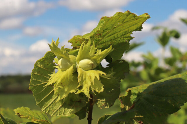 Haselnuss - welchen Standort benötigt die Pflanze