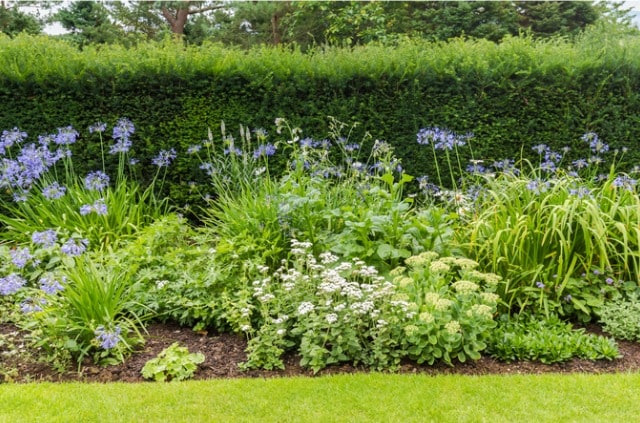 Hecken als Unterpflanzung - kreative Ideen für die Gartengestaltung
