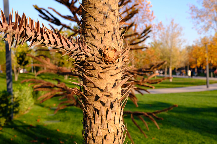 Hinweise für den Beschnitt eines Affenbaumes