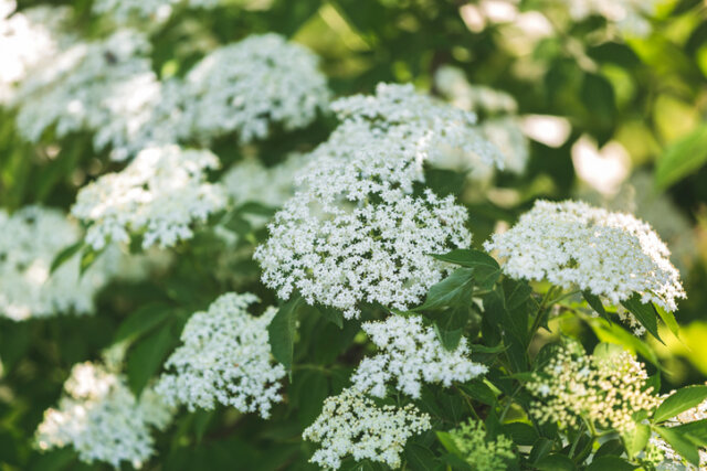 Holunder - an welchem Standort wächst die Pflanze am besten