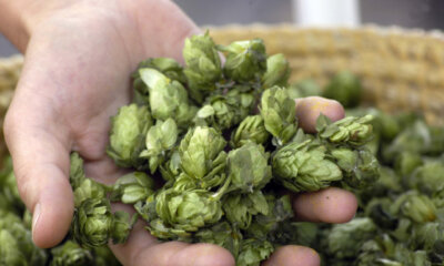 Hopfen - giftig oder essbar