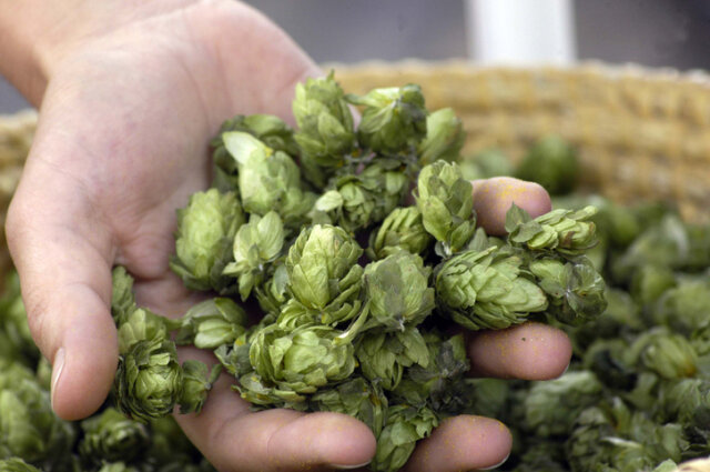 Hopfen - giftig oder essbar