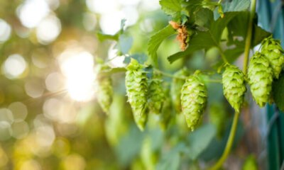 Hopfen im Garten richtig pflanzen