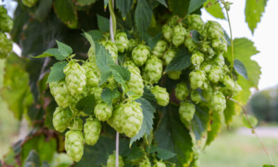 Hopfen - welcher Standort ist der beste