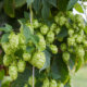 Hopfen - welcher Standort ist der beste