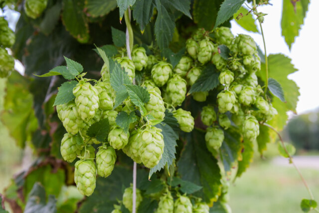 Hopfen - welcher Standort ist der beste