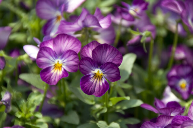 Hornveilchen - so giftig ist die Pflanze!