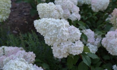 Hortensie 'Limelight' - wann sollte sie verschnitten werden