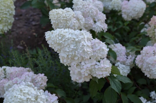 Hortensie 'Limelight' - wann sollte sie verschnitten werden
