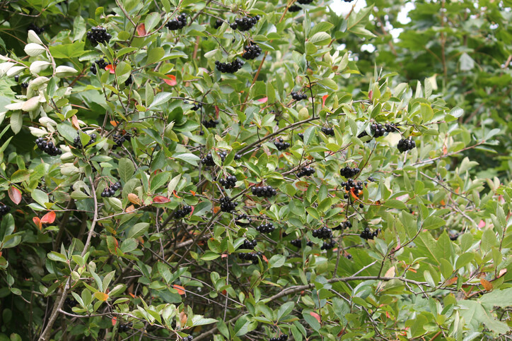 Ideale Bodenbedingungen für die Aronia