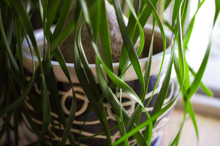 Ideale Pflanzgefäße für einen Elefantenfuß